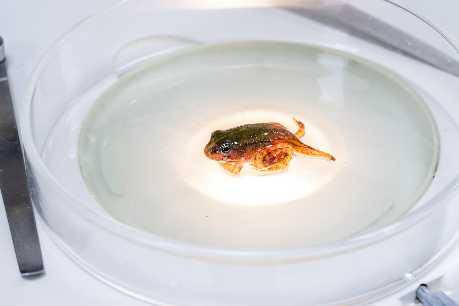 Espécimen en análisis científico